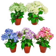 Hortenzia cserepes - 4 virágos - 5 színben - 38 cm 