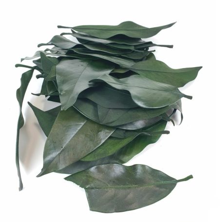 Magnolia levél - Világos zöld - 14 dkg/csomag