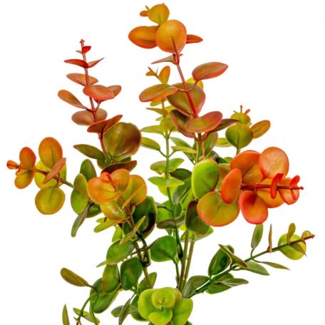 Eukaliptusz bokor - 3 ágú mix - 44 cm