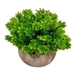 Bukszus cserepes bokor - 13 cm