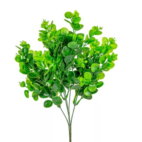 Eukaliptusz bokor - 5 ágú - 38 cm