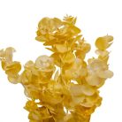 Eukaliptusz bokor - 5 ágú - Fehér - 31 cm 