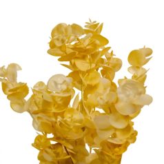 Eukaliptusz bokor - 5 ágú - Fehér - 31 cm 