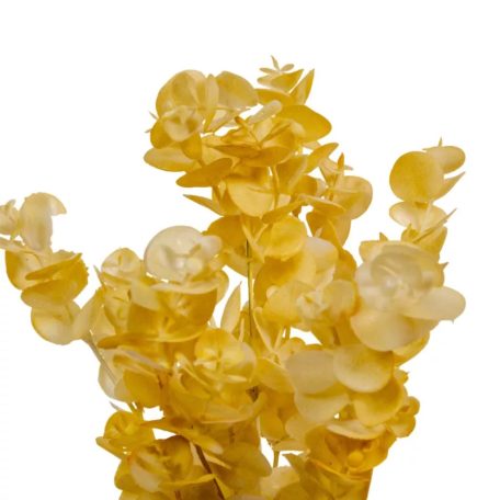 Eukaliptusz bokor - 5 ágú - Fehér - 31 cm 