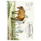 Paper Design rizspapír - A4, A5 - Animals - 0197