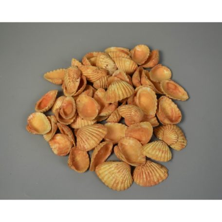 Kagyló - Orange - 2-3 cm - 10 dkg/csomag