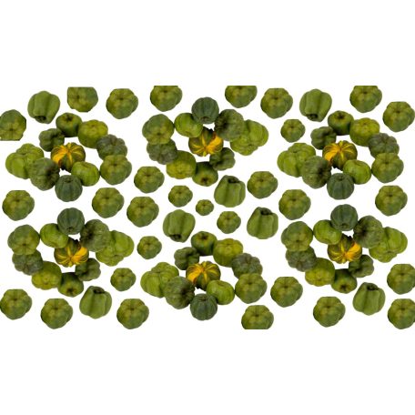 Liliputi tök - Putka pod - Világos zöld - 8,5 dkg/csomag