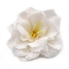 Szappanvirág - Peonia - Fehér - 5x6,5 cm