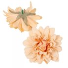 Dália virágfej - Barack - 10cm - 12 db/csomag