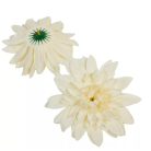 Dália fejvirág - Krém - 14 cm - 12 db/csomag