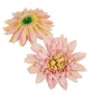 Dália fejvirág - Rózsaszín - 14 cm - 12 db/csomag