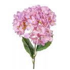 Hortenzia szálas mix - 58 cm