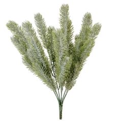 Fenyő bokor flokkolt- 7ágú - 45 cm