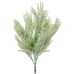 Tuja bokor hamvas - 7 ágú - 50 cm