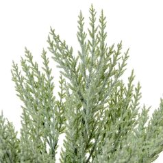 Tuja bokor hamvas - 7 ágú - 50 cm