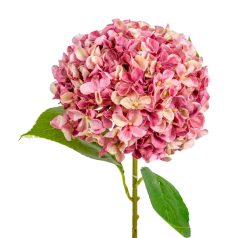 Hortenzia szálas mix - 65 cm