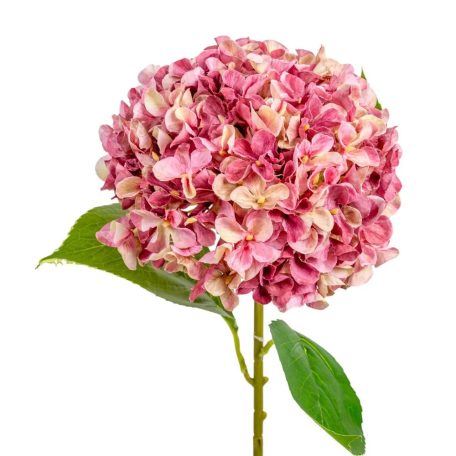 Hortenzia szálas mix - 65 cm