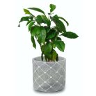 Beton kaspó Etno - 14x13 cm