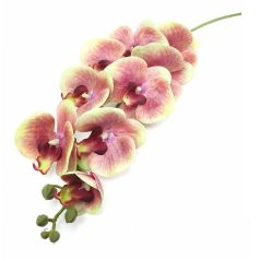 Orchidea ág - Phalenopsis A - Zöld-Mályva - 95 cm  
