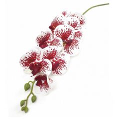 Orchidea ág - Phalenopsis B - Bordó-fehér - 95 cm  