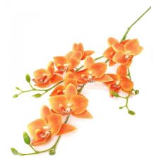 Orchidea ág fürt - Narancs