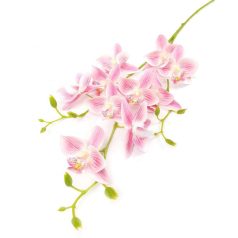 Orchidea ág fürt - Rózsaszín