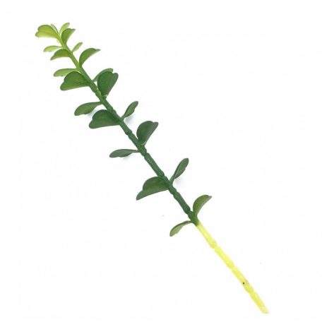  Mű pozsgás növény 79 - 10 cm hosszú+szár rész 