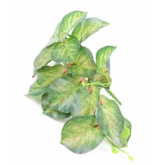 Futós zöld kicsi csokor - Kerek levelű tarka - 28 cm  