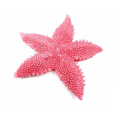  Tüskés tengeri csillag - Korall - 7x7 cm