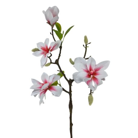 Magnólia ág A - Cirmos - 56 cm