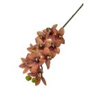 Cymbidium ág - Barna cirmos - 73 cm