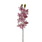 Cymbidium ág - Rózsaszín cirmos - 73 cm 