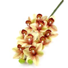 Cymbidium ág - Barack cirmos - 73 cm