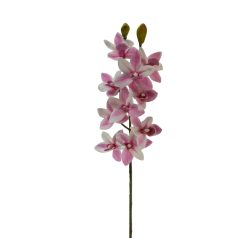 Cymbidium ág - Rózsaszín cirmos - 73 cm 