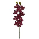 Cymbidium ág - Bordó - 73 cm