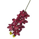 Cymbidium ág - Bordó - 73 cm