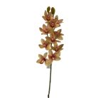 Cymbidium ág - Barack cirmos - 73 cm 