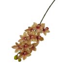 Cymbidium ág - Barack cirmos - 73 cm 