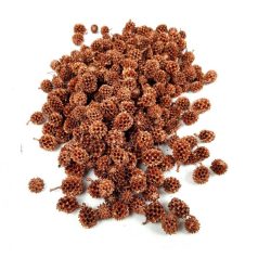  Casuarina termés - Bronz - 15 dkg/csomag