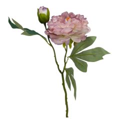 Szálas peónia - Cirmos mályva - 47 cm  