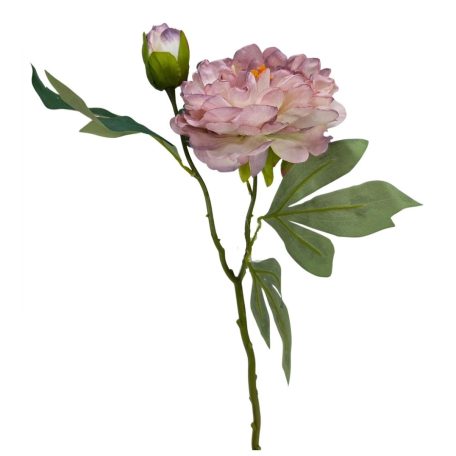 Szálas peónia - Cirmos mályva - 47 cm  