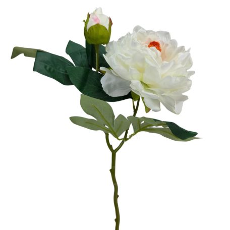 Szálas peónia - Tört fehér - 47 cm