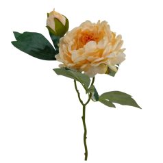 Szálas peónia - Krém-sárga - 47 cm 