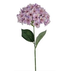 Szálas hortenzia - Lila - 16 cm-es fej - 73 cm  