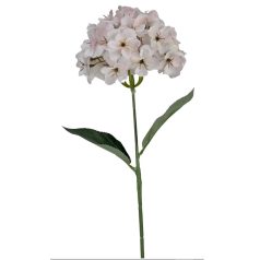   Szálas hortenzia - Halvány rózsaszín - 16 cm-es fej - 73 cm