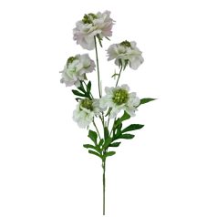 Szálas ördögszem - Cirmos - 67 cm