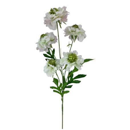 Szálas ördögszem - Cirmos - 67 cm