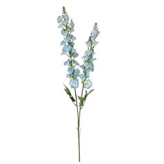 Szálas sarkantyúfű - Halványkék - 95 cm 