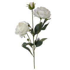 Szálas bazsarózsa 2+1 - Fehér - 70 cm