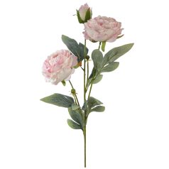 Szálas bazsarózsa 2+1 - Rózsaszín - 70 cm